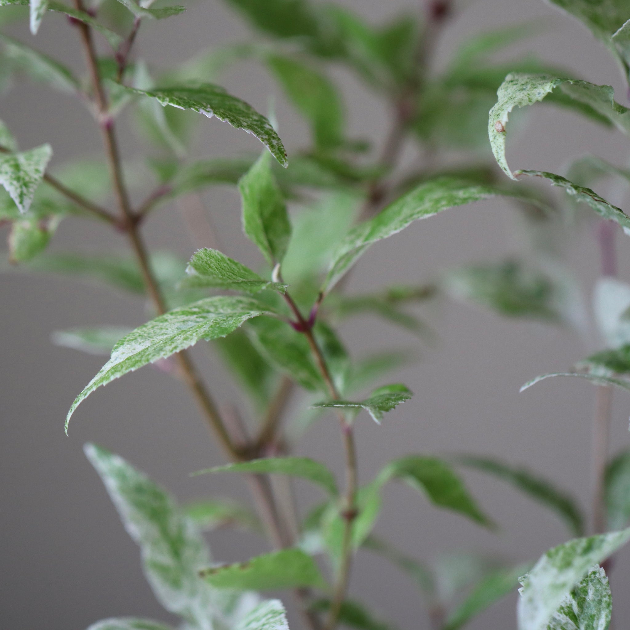 Callicarpa japonica ‘Shiji Murasaki’ (Wine Spritzer variegated Japanese beautyberry, fuiri Murasaki Shikibu)