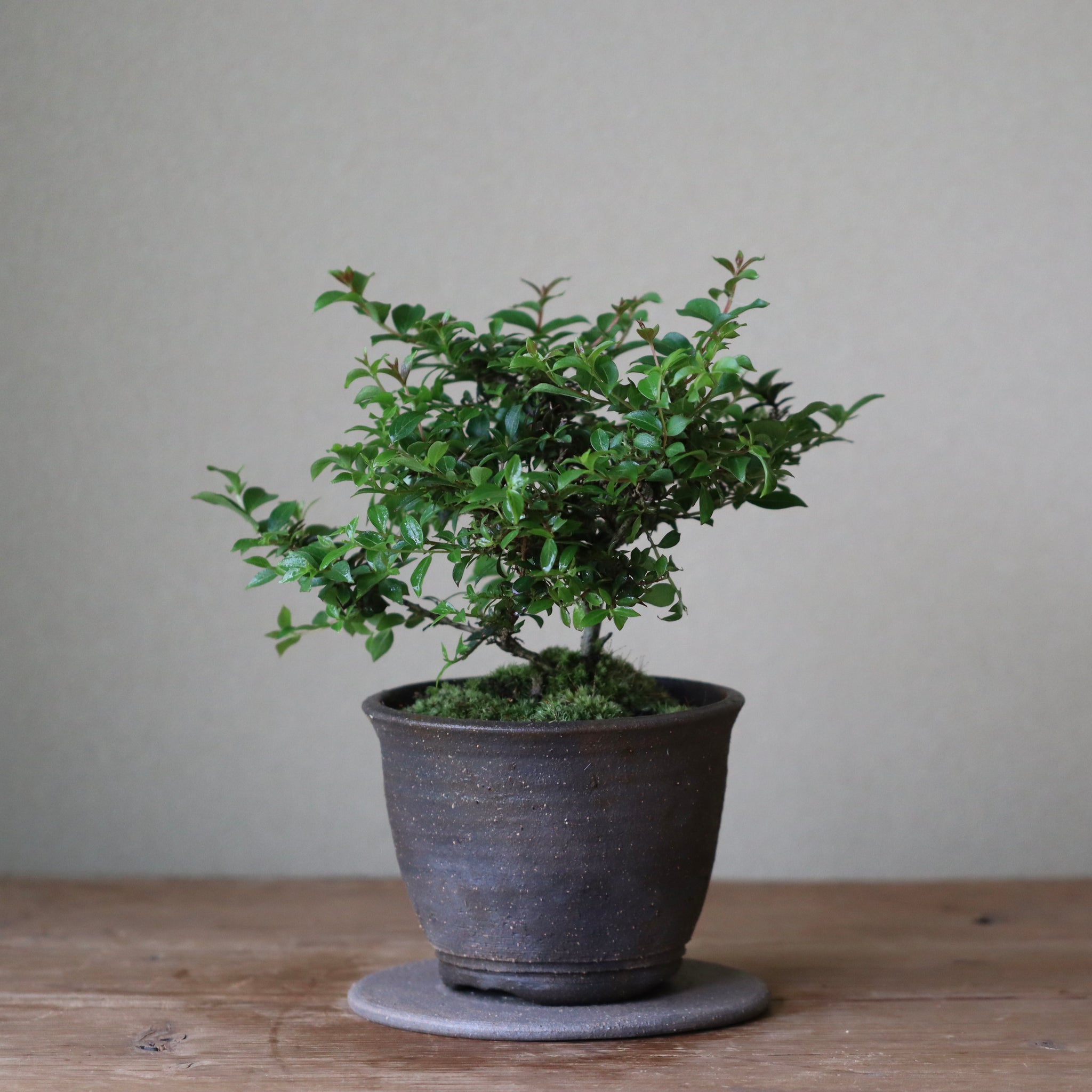 Lagerstroemia ‘Chickasaw’ (Dwarf crape myrtle, hime sarusuberi)