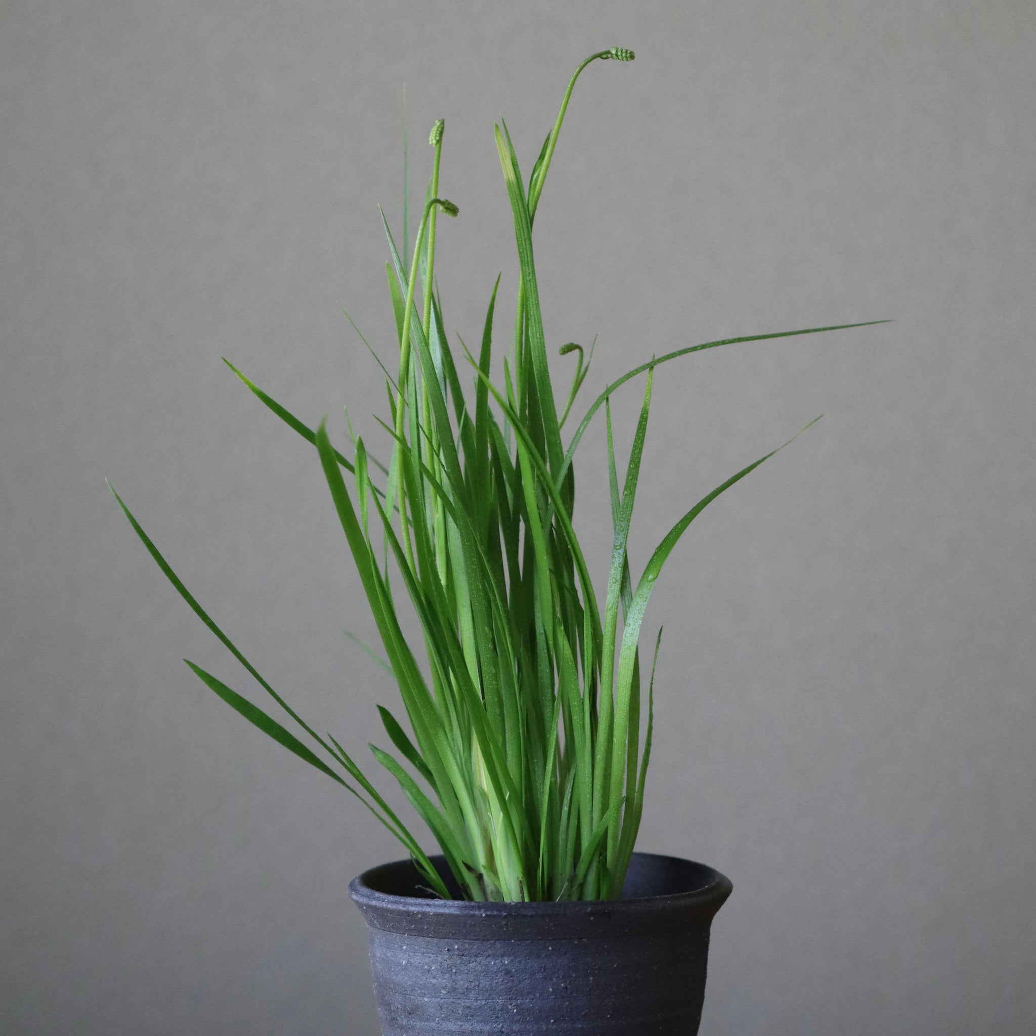Triantha japonica (Iwa shobu)