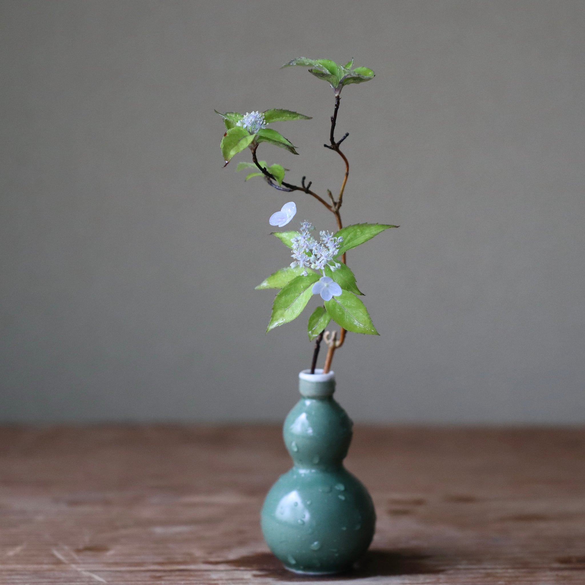 Hydrangea serrata ‘Seto no Tsuki’ (Mountain hydrangea ‘Seto no Tsuki,’ yama ajisai ‘Seto no Tsuki’)