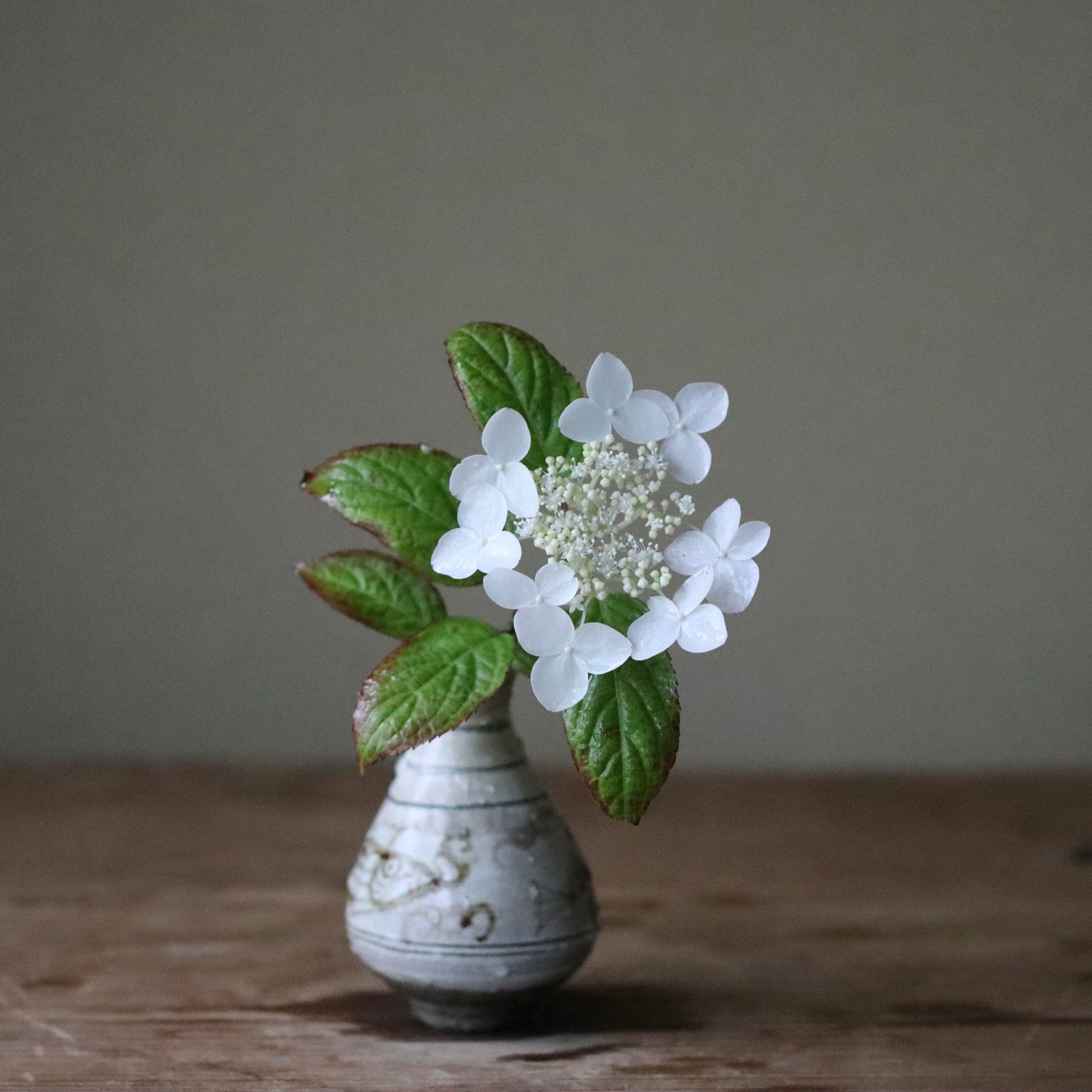 Hydrangea serrata ‘Kurenai’ (Mountain hydrangea ‘Kurenai,’ yama ajisai ‘Kurenai’)