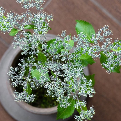 奥多摩小紫陽花（オクタマコアジサイ）