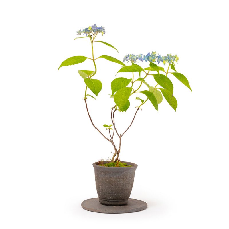 Hydrangea serrata ‘Mikata Yae’ (Mountain hydrangea ‘Mikata Yae,’ yama ajisai ‘Mikata Yae’)
