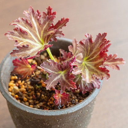 Moss ball and Saxifraga cortusifolia (Murasaki jinji-so)