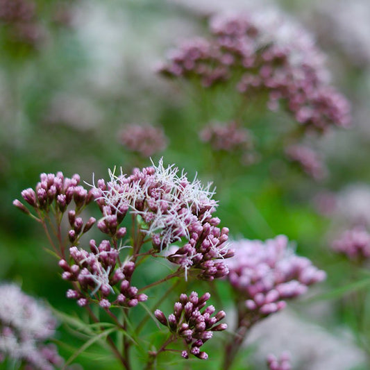 Eupatorium japonicum (Thoroughwort, fragrant eupatorium, fujibakama)