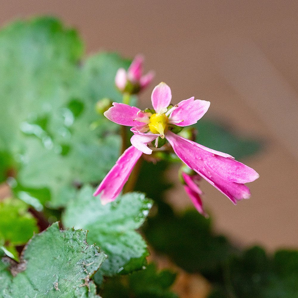 Saxifraga fortunei var. incisolobata (Benibana daimonji)