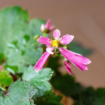 Saxifraga fortunei var. incisolobata (Benibana daimonji)