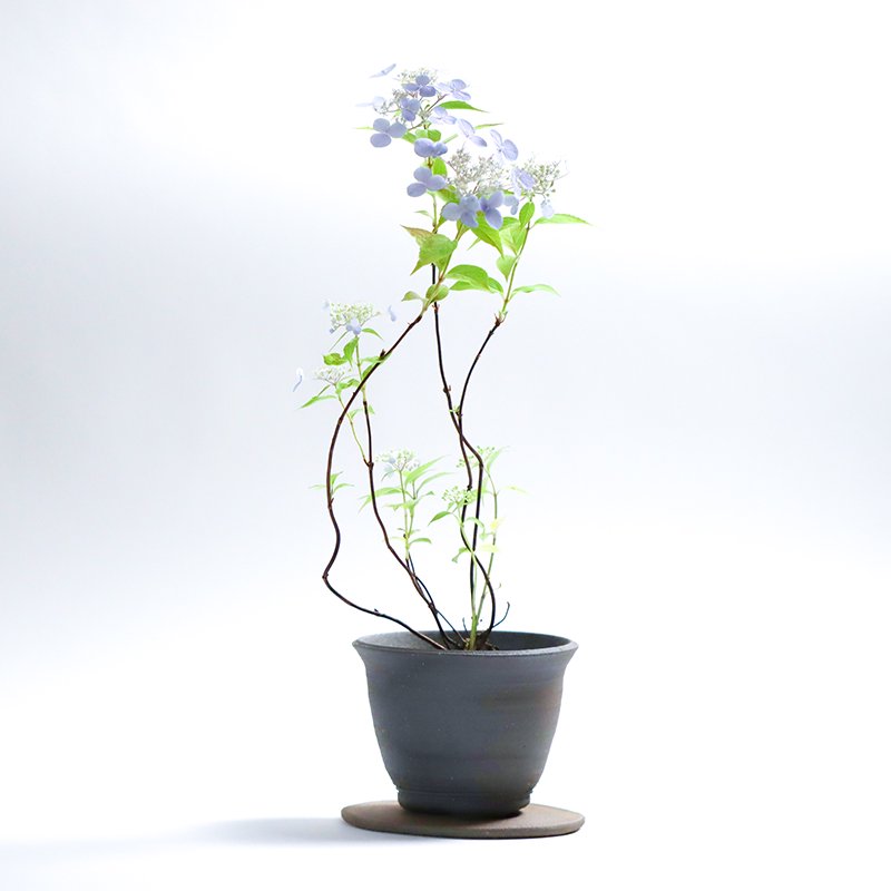 Hydrangea serrata ‘Seto no Tsuki’ (Mountain hydrangea ‘Seto no Tsuki,’ yama ajisai ‘Seto no Tsuki’)