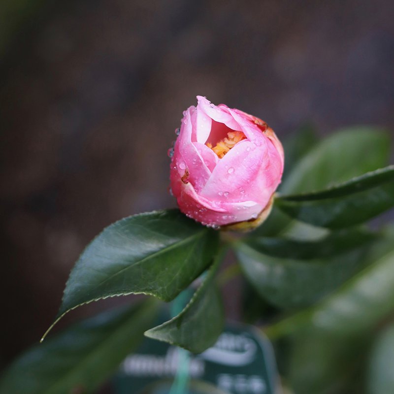 Camellia ‘Seiobo’