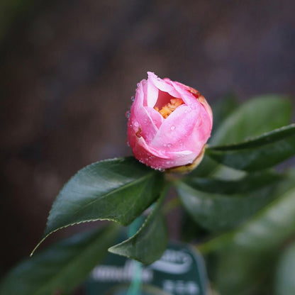 Camellia ‘Seiobo’