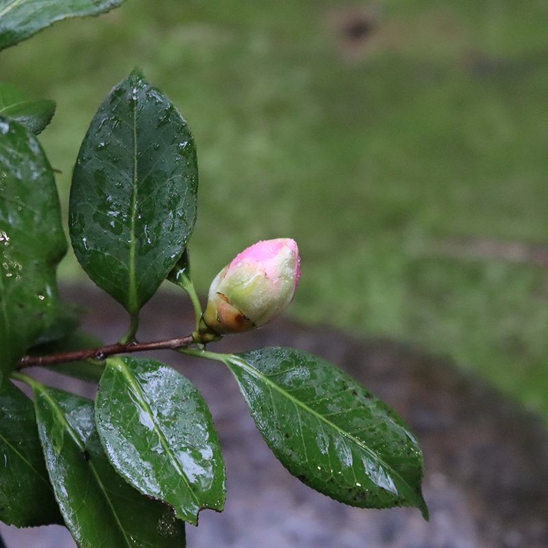 Camellia ‘Seiobo’