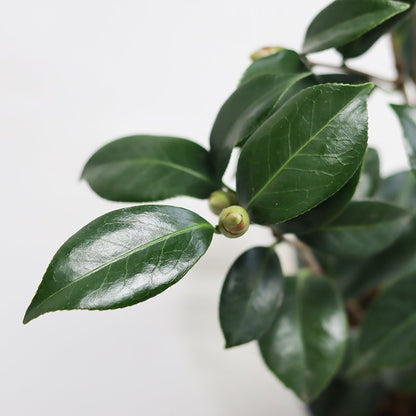 Camellia ‘Aka Seiobo’