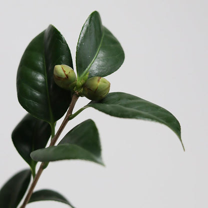 Camellia japonica 'Shiratama' (Camellia 'Shiratama')