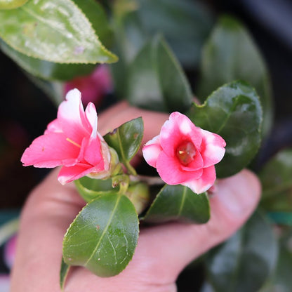 Camellia wabisuke var. campanulata f. bicolor