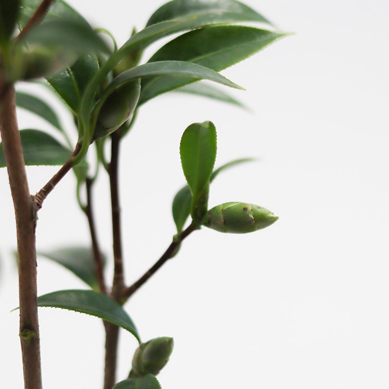 Camellia japoinica ‘Beni-wabisuke’