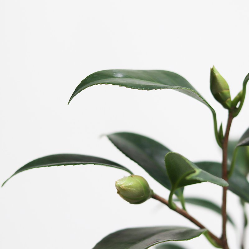 Camellia japonica ‘Shibori Hatsu Arashi’