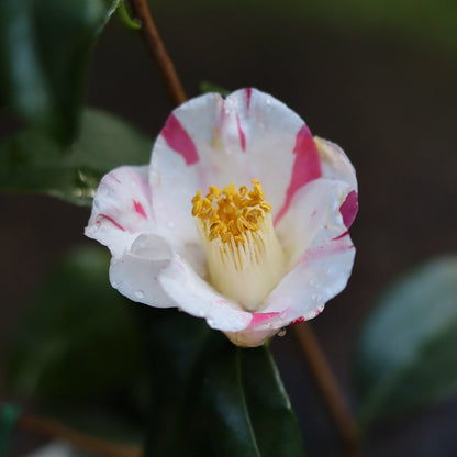 Camellia japonica ‘Aki no Yama’