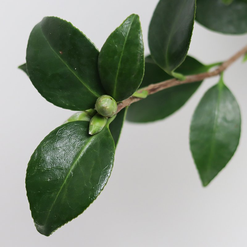 Camellia japonica ‘Hatsu Arashi’