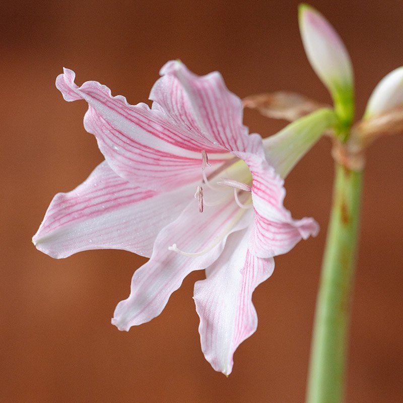 Hippeastrum reticulatum var. striatifolium (Barbados lily, shirosuji amaryllis)