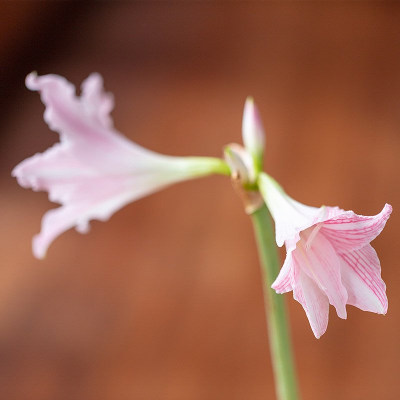 Hippeastrum reticulatum var. striatifolium (Barbados lily, shirosuji amaryllis)