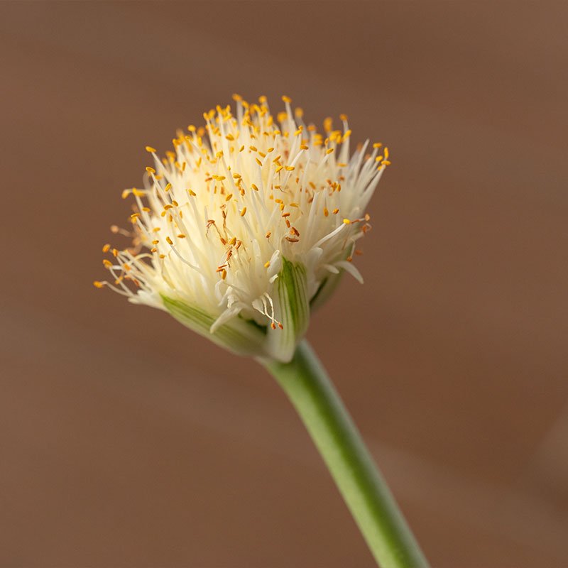 Haemanthus albiflos(White paint brush, mayuhake omoto)