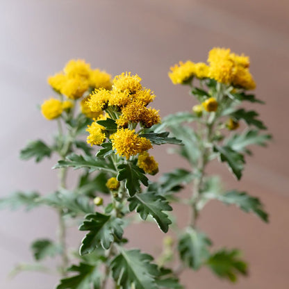 小豆島磯菊（ショウドシマイソギク）