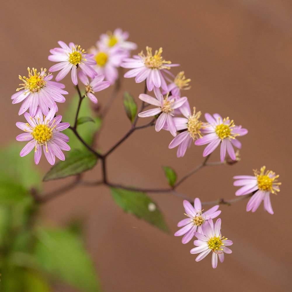 Doellingeria scabra (Kiyosumi shira-yamagiku)