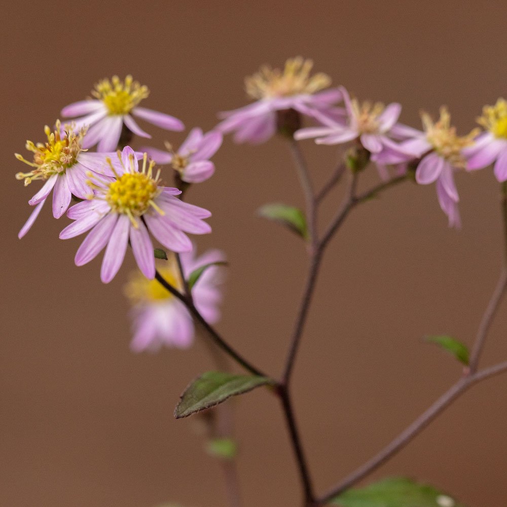 Doellingeria scabra (Kiyosumi shira-yamagiku)