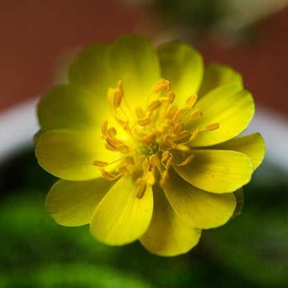 Adonis ramosa (Amur adonis , fukuju-so)