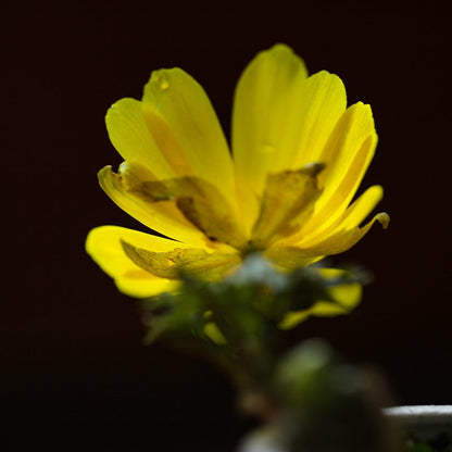 Adonis ramosa (Amur adonis , fukuju-so)