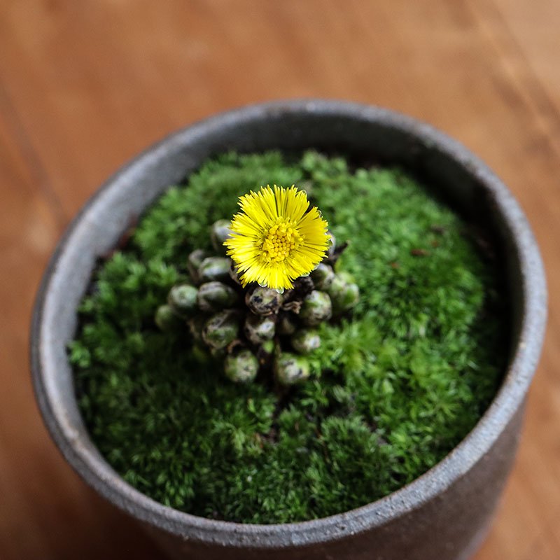 Tussilago farfara (Coltsfoot, coughwort, fuki tampopo)