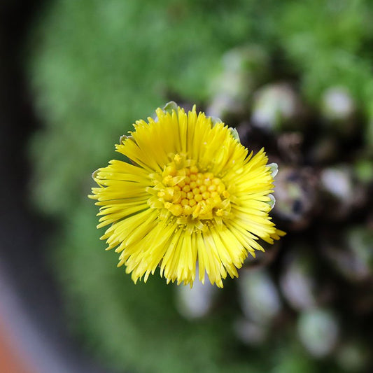 Tussilago farfara (Coltsfoot, coughwort, fuki tampopo)