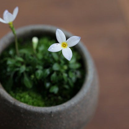 Houstonia caerulea (Azure bluet, shirobana hina-so)