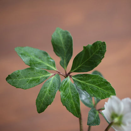 Wild ancestor of Helleborus niger (Christmas rose)