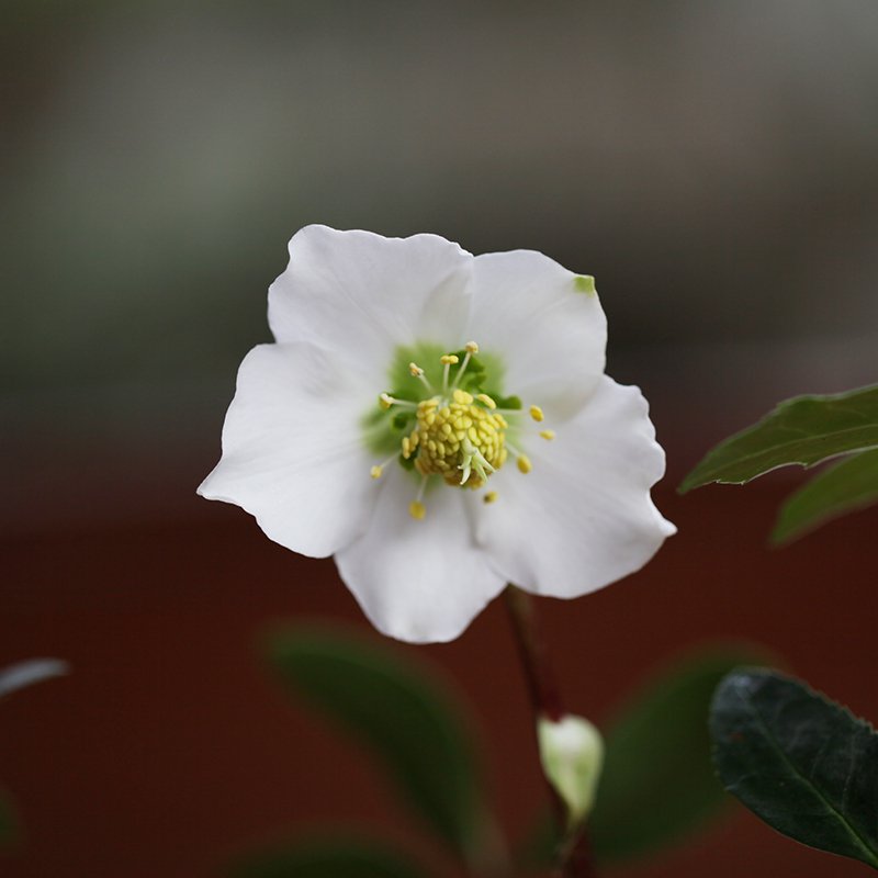 Wild ancestor of Helleborus niger (Christmas rose)