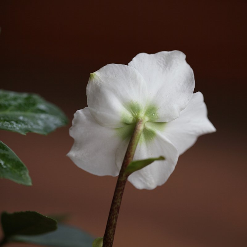 Wild ancestor of Helleborus niger (Christmas rose)