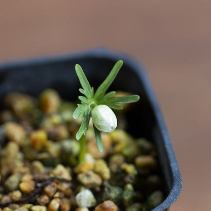 Shibateranthis pinnatifida (Setsubun-so)