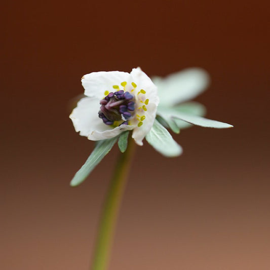 Shibateranthis pinnatifida (Setsubun-so)