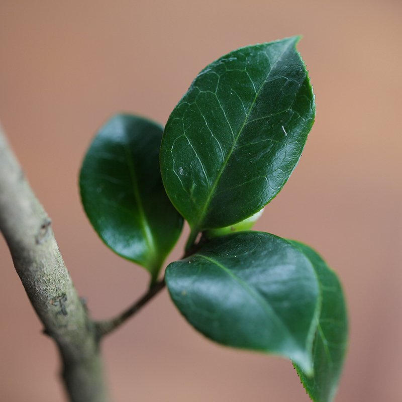 Camellia japonica ‘Akebono’