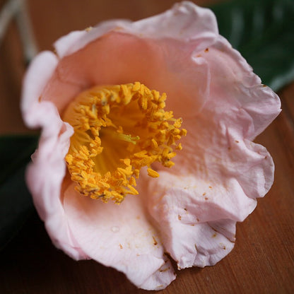 Camellia japonica ‘Akebono’