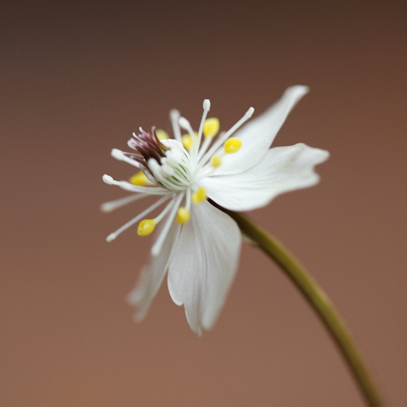 Coptis quinquefolia (Baika oren)