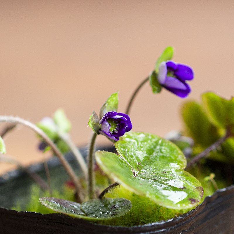 紫の花 – 近江綴園 小さな季節のお買い物