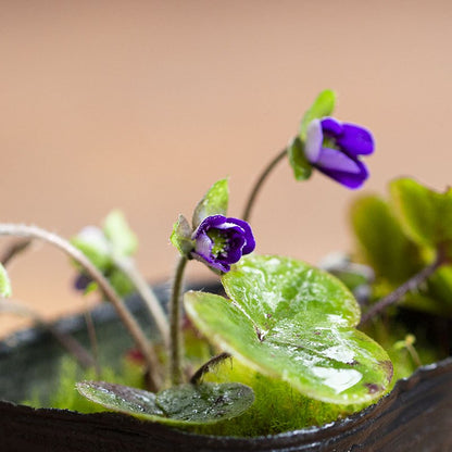 Hepatica nobilis var. japonica (Purple Japanese liverleaf, murasakibana misumi-so)