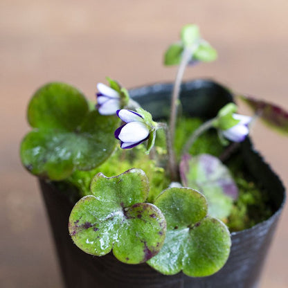 Hepatica nobilis var. japonica (Purple Japanese liverleaf, murasakibana misumi-so)