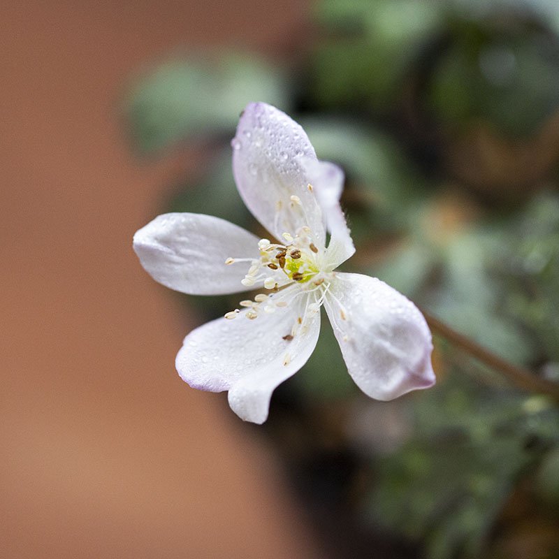 Anemonastrum flaccidum (Flaccid anemone, nirin-so)
