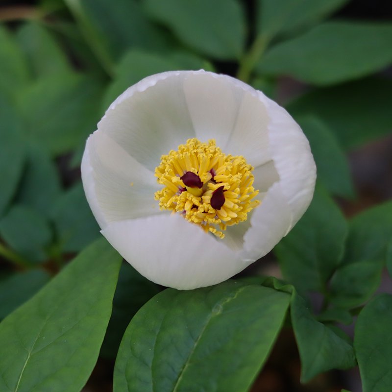 山芍薬（ヤマシャクヤク） – 近江綴園 小さな季節のお買い物