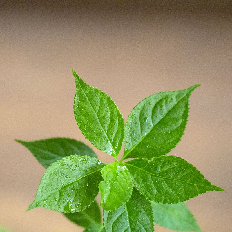 Helwingia japonica [female]   (Japanese helwingia with male flowers, hana ikada mesu)