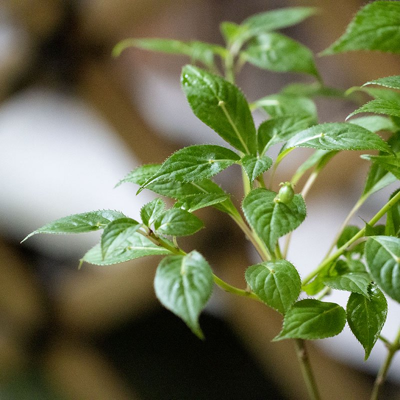 Helwingia japonica [female]   (Japanese helwingia with male flowers, hana ikada mesu)