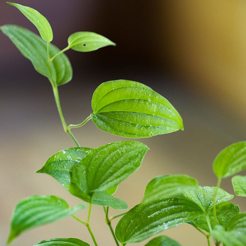 Stemona japonica (Rikyu-so)