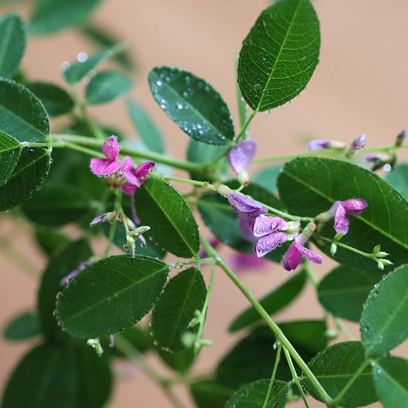 Lespedeza melanantha f. rosea